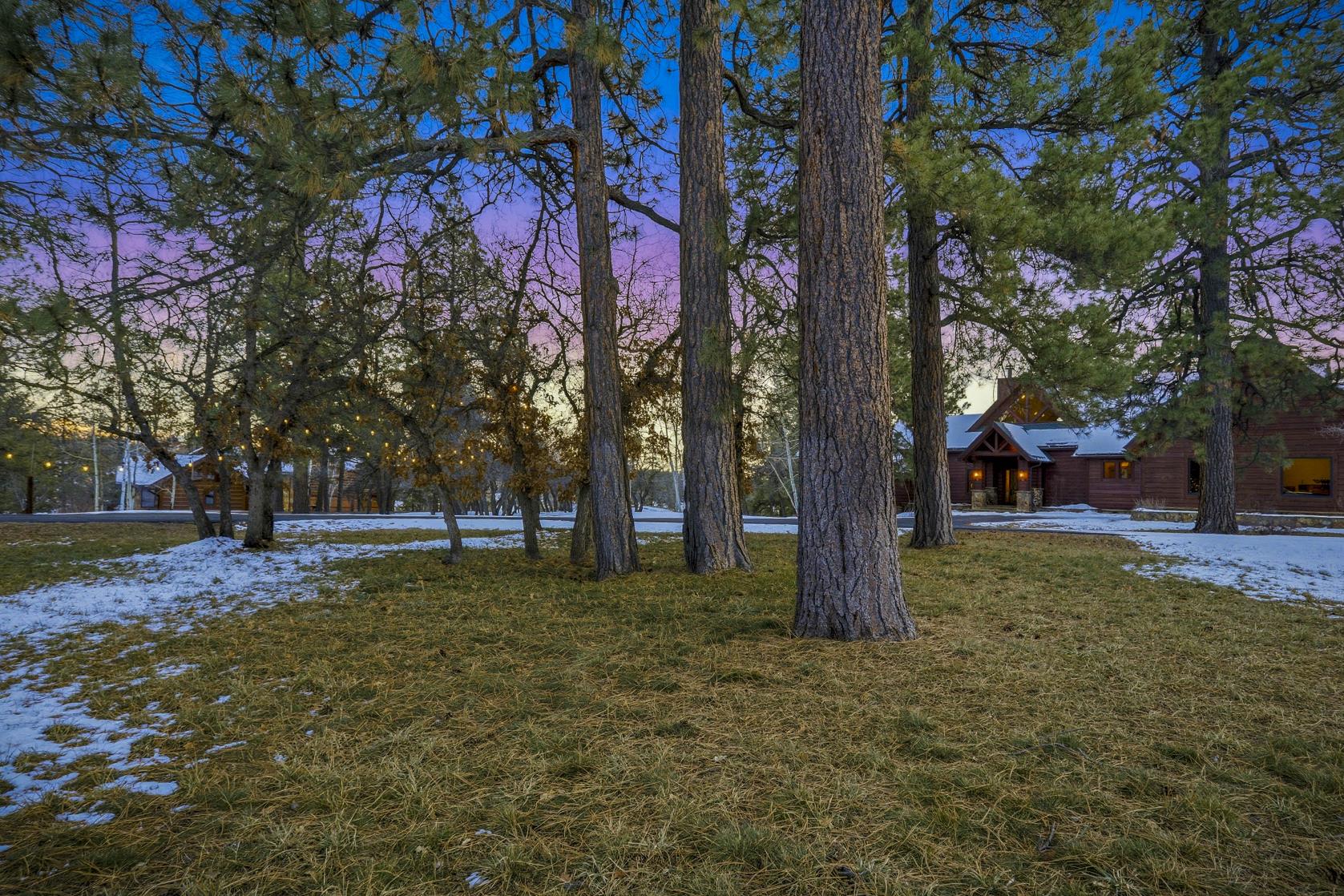 Ponderosa grove with bistro lights at dusk