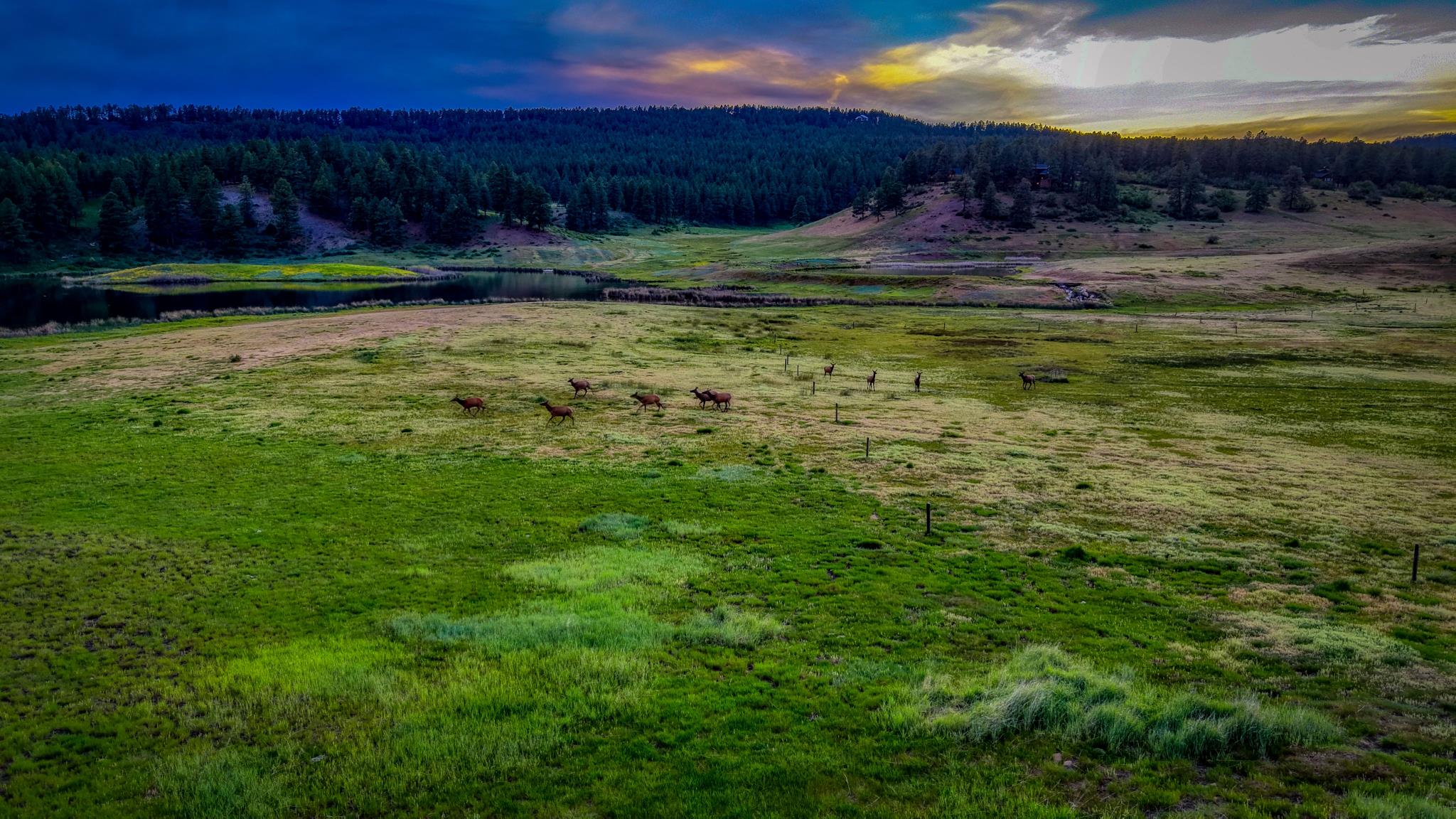 Elk in the valley